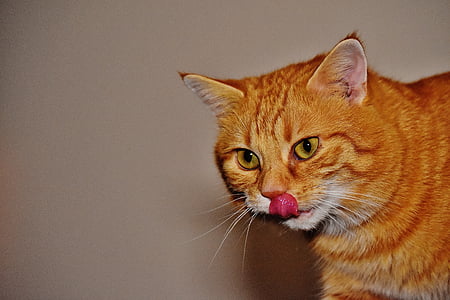 closeup photo of orange tabby cat thumbnail