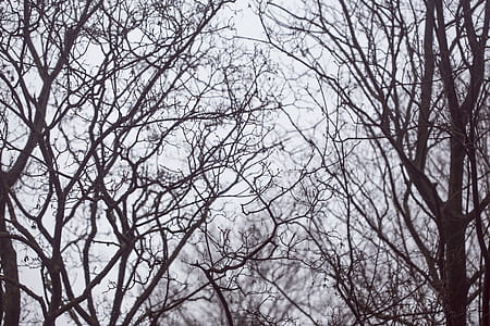 brown bare trees under gray sky thumbnail