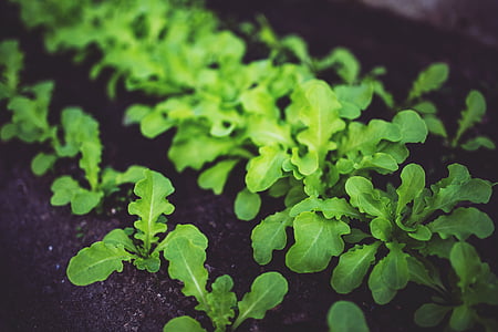 green plants thumbnail