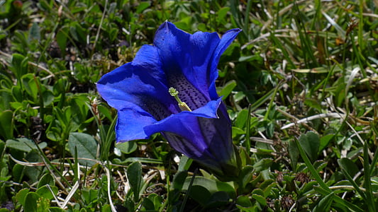 shallow focus photography of blue bellflower thumbnail