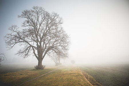 Morning Foggy Path thumbnail