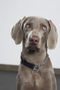 adult mouse-gray Weimaraner thumbnail