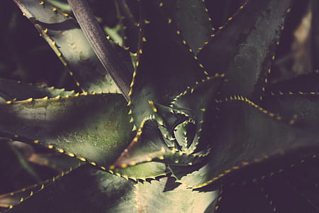 nature, pattern, texture, plant thumbnail