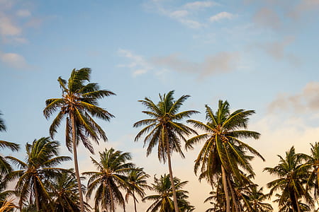 coconut trees low angle photo thumbnail