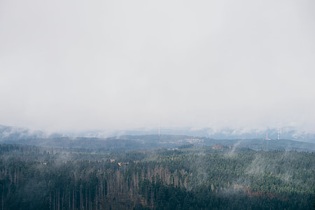 Forest in the fog thumbnail
