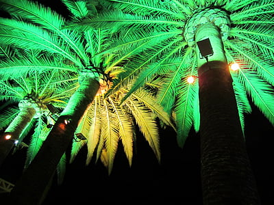 low-angle photography of green-lighted trees thumbnail