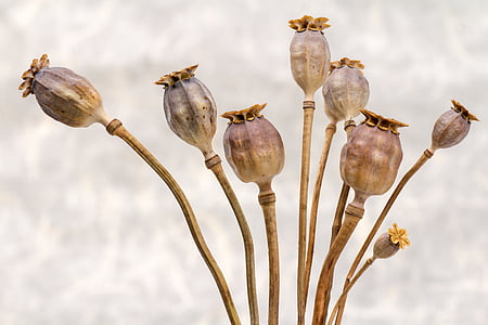 brown plant thumbnail
