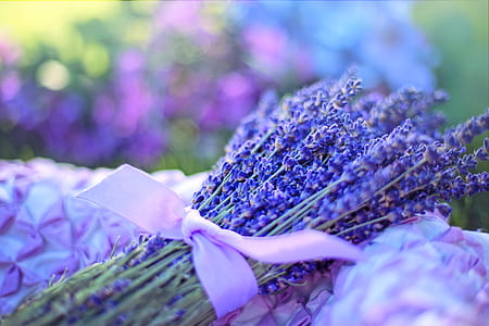 nature, flowers, petals, macro thumbnail