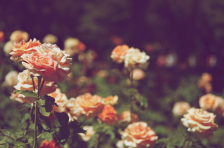 closeup photo of pink roses thumbnail