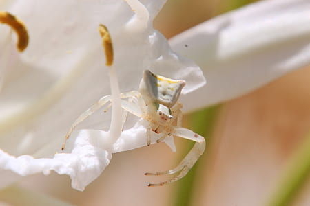 white spoder thumbnail