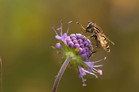 yellow hoverfly perched on purple flower in closeup photo thumbnail