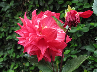pink dahlia flower in close-up photography thumbnail