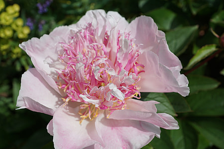 pink petal flower thumbnail