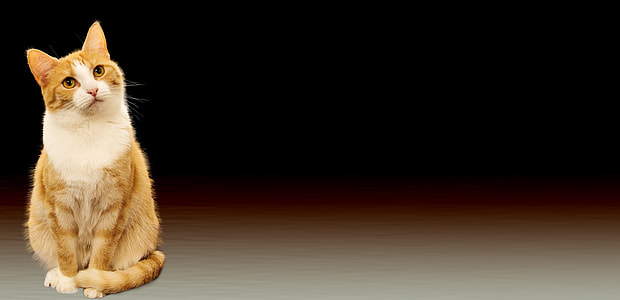 orange tabby cat thumbnail