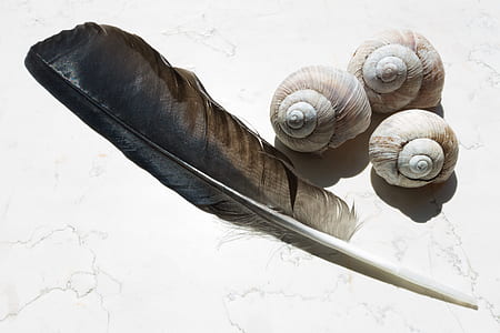 black feather beside three white nautilus shells thumbnail