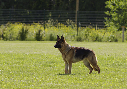 adult German Shepherd thumbnail