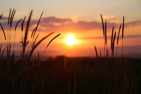 silhouette of hay under golden hour thumbnail