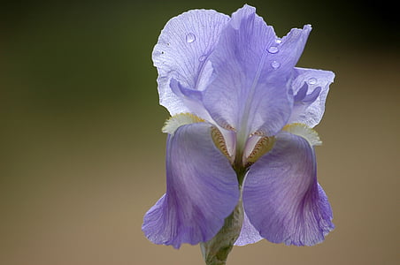 purple tall bearded iris flower in bloom at daytime thumbnail