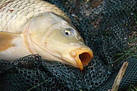 close up photo of gray edible fish thumbnail