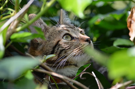 gray tabby cat on green plants thumbnail