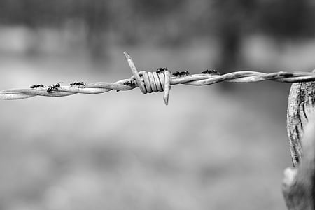 ants walking on white barbed wire thumbnail