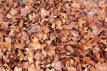 dried leaves on ground thumbnail