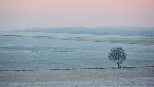 tree near sea at daytime thumbnail