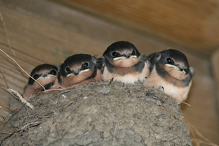four brown and black birds on nest thumbnail