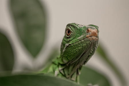 Green Lizard thumbnail