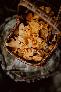 Picking mushrooms chantarelle in the woods thumbnail