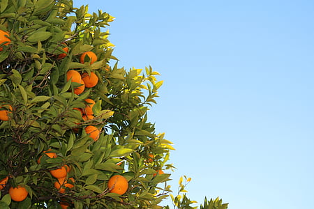 oranges under blue sky thumbnail