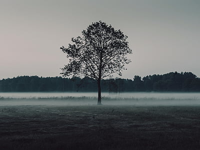 lone tree covered in fog thumbnail