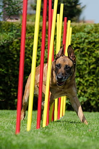 focus photo of adult tan German shepherd on grass field thumbnail