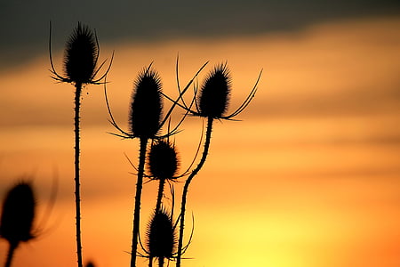 silhouette of flowers thumbnail