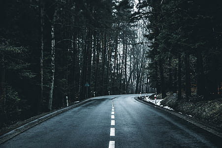 grayscale photo of road surrounded trees thumbnail