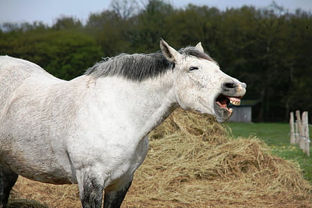 white horse thumbnail