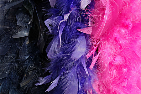 black, purple, and pink feathers thumbnail