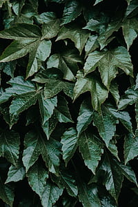 lobed green leaves thumbnail