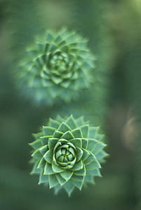 selective focus photo of green leaf plant thumbnail