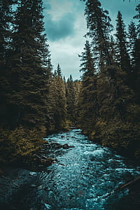 photo of river between pine trees thumbnail