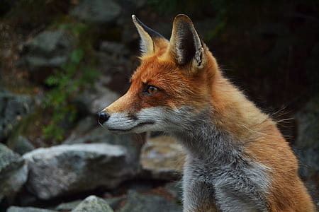 red fox in shallow focus shot thumbnail