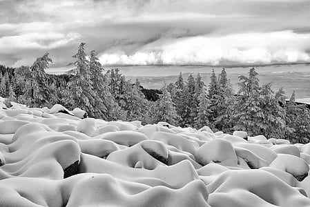 greyscale photo of pine trees snow winter thumbnail