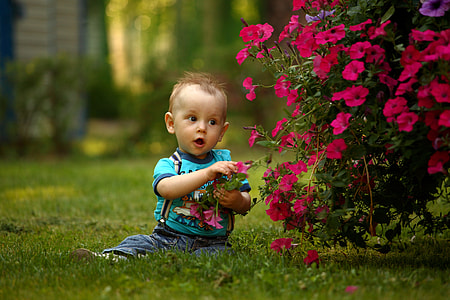 baby in blue shirt near pink Petunia flower at daytime thumbnail