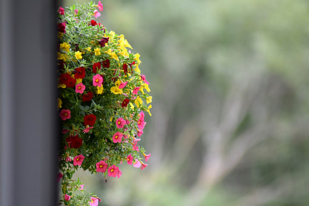 selective focus photography of pink, red, and yellow flowers thumbnail