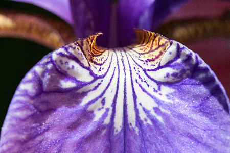 purple iris flower thumbnail