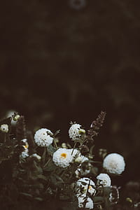close up photography of white dahlia flowers thumbnail