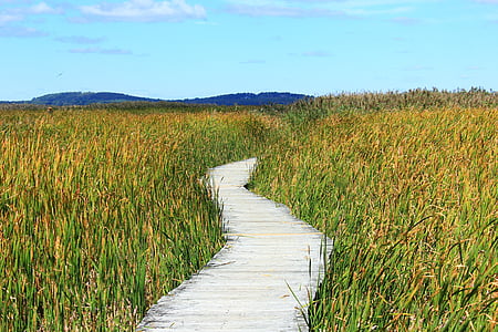 brown wooden pathway between green grass field at daytime thumbnail