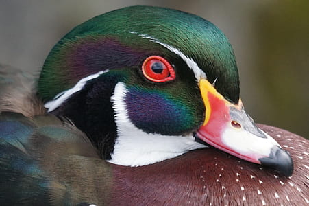closeup photo of mallard duck thumbnail