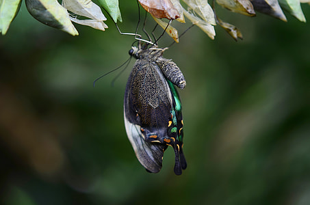 black and green butterfly thumbnail