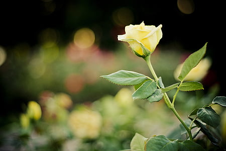 yellow rose selective photography thumbnail